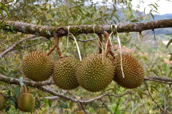 7 Cara Memilih Durian yang Bagus dan Manis 13