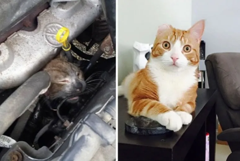 15 Foto Kucing Sebelum-Sesudah Diadopsi ini Bikin Kamu Mikir Betapa Berartinya Uluran Tangan Kita 18