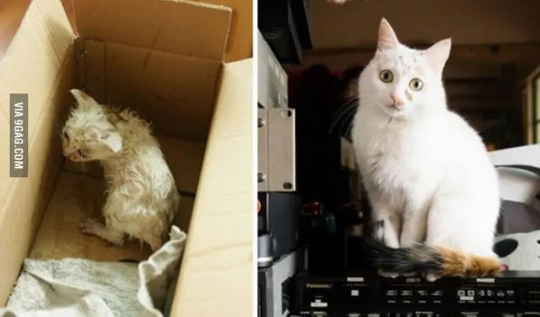 15 Foto Kucing Sebelum-Sesudah Diadopsi ini Bikin Kamu Mikir Betapa Berartinya Uluran Tangan Kita 17