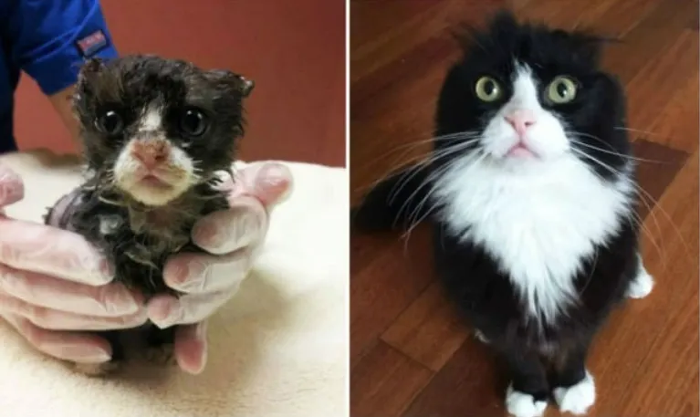 15 Foto Kucing Sebelum-Sesudah Diadopsi ini Bikin Kamu Mikir Betapa Berartinya Uluran Tangan Kita 16