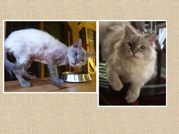 15 Foto Kucing Sebelum-Sesudah Diadopsi ini Bikin Kamu Mikir Betapa Berartinya Uluran Tangan Kita 23