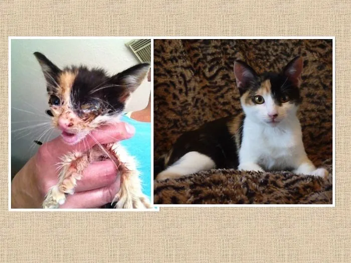 15 Foto Kucing Sebelum-Sesudah Diadopsi ini Bikin Kamu Mikir Betapa Berartinya Uluran Tangan Kita 22