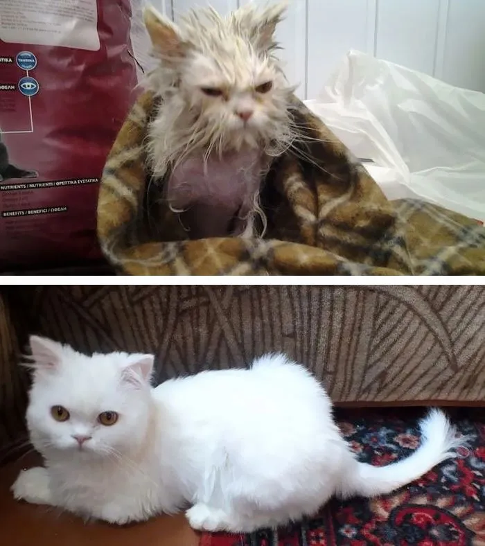 15 Foto Kucing Sebelum-Sesudah Diadopsi ini Bikin Kamu Mikir Betapa Berartinya Uluran Tangan Kita 30