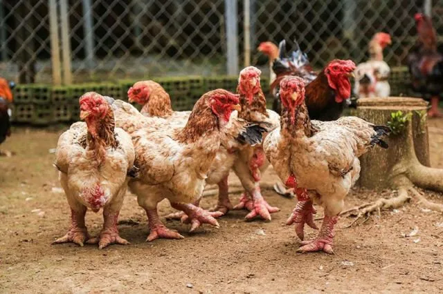 Cakar Super Tebalnya Jadi Incaran, Ayam 'Dong Tao' Asal Vietnam Ini Harganya 300-an Juta Sepasang 20