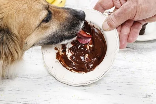Sering Asal Kasih, Ternyata 7+ Makanan Manusia Ini Bisa Racuni Anjing dan Kucingmu Lho 9
