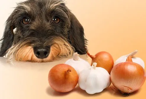 Sering Asal Kasih, Ternyata 7+ Makanan Manusia Ini Bisa Racuni Anjing dan Kucingmu Lho 11