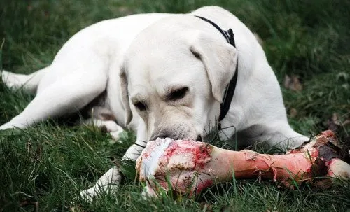 Sering Asal Kasih, Ternyata 7+ Makanan Manusia Ini Bisa Racuni Anjing dan Kucingmu Lho 15