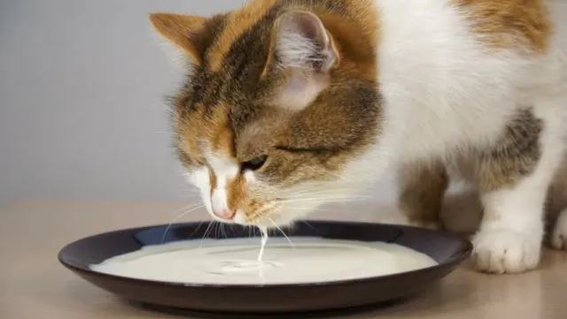 Sering Asal Kasih, Ternyata 7+ Makanan Manusia Ini Bisa Racuni Anjing dan Kucingmu Lho 16