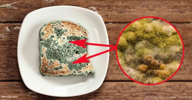 Sering Asal Kasih, Ternyata 7+ Makanan Manusia Ini Bisa Racuni Anjing dan Kucingmu Lho 13