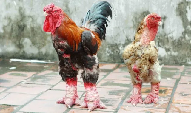 Cakar Super Tebalnya Jadi Incaran, Ayam 'Dong Tao' Asal Vietnam Ini Harganya 300-an Juta Sepasang 19