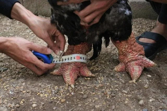 Cakar Super Tebalnya Jadi Incaran, Ayam 'Dong Tao' Asal Vietnam Ini Harganya 300-an Juta Sepasang 24
