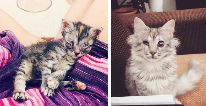 15 Foto Kucing Sebelum-Sesudah Diadopsi ini Bikin Kamu Mikir Betapa Berartinya Uluran Tangan Kita 29