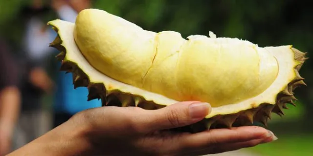 7 Cara Memilih Durian yang Bagus dan Manis 10 cara memilih durian yang bagus