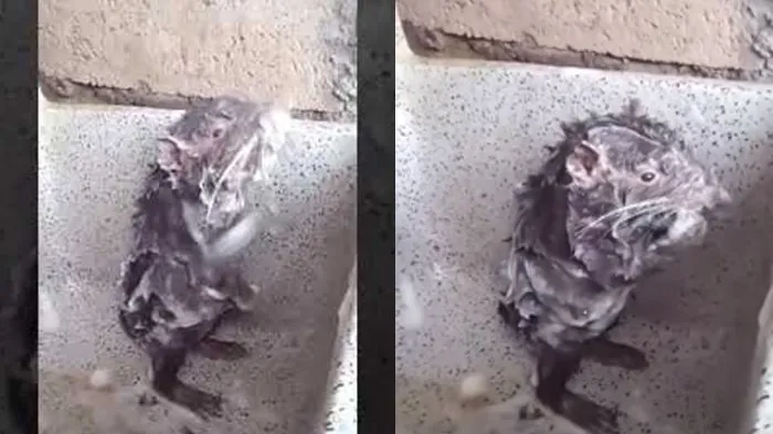 Dikira Seekor Tikus yang Tengah Mandi, Ini Fakta yang Harus Kamu Ketahui dari Video Viral Tersebut 6