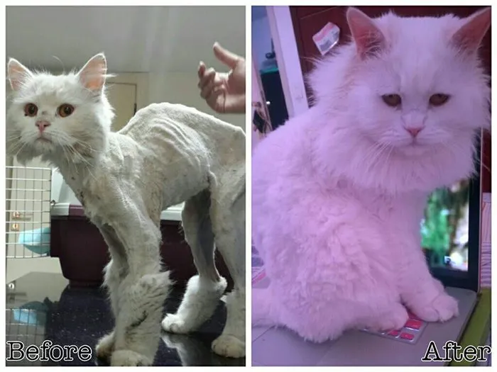15 Foto Kucing Sebelum-Sesudah Diadopsi ini Bikin Kamu Mikir Betapa Berartinya Uluran Tangan Kita 28