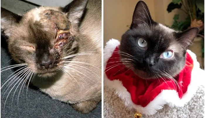 15 Foto Kucing Sebelum-Sesudah Diadopsi ini Bikin Kamu Mikir Betapa Berartinya Uluran Tangan Kita 19
