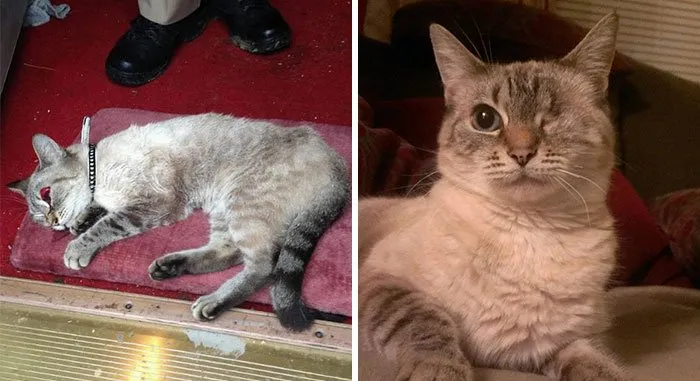 15 Foto Kucing Sebelum-Sesudah Diadopsi ini Bikin Kamu Mikir Betapa Berartinya Uluran Tangan Kita 25