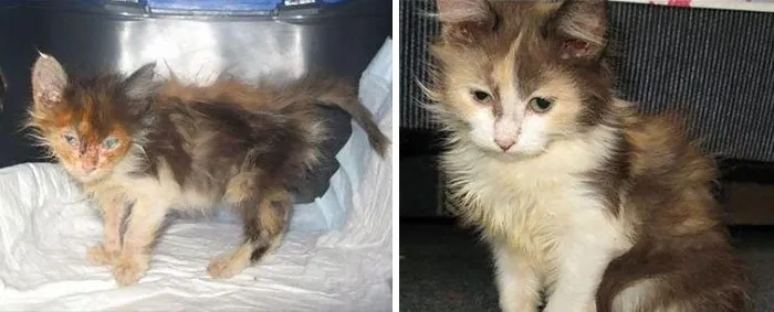 15 Foto Kucing Sebelum-Sesudah Diadopsi ini Bikin Kamu Mikir Betapa Berartinya Uluran Tangan Kita 24