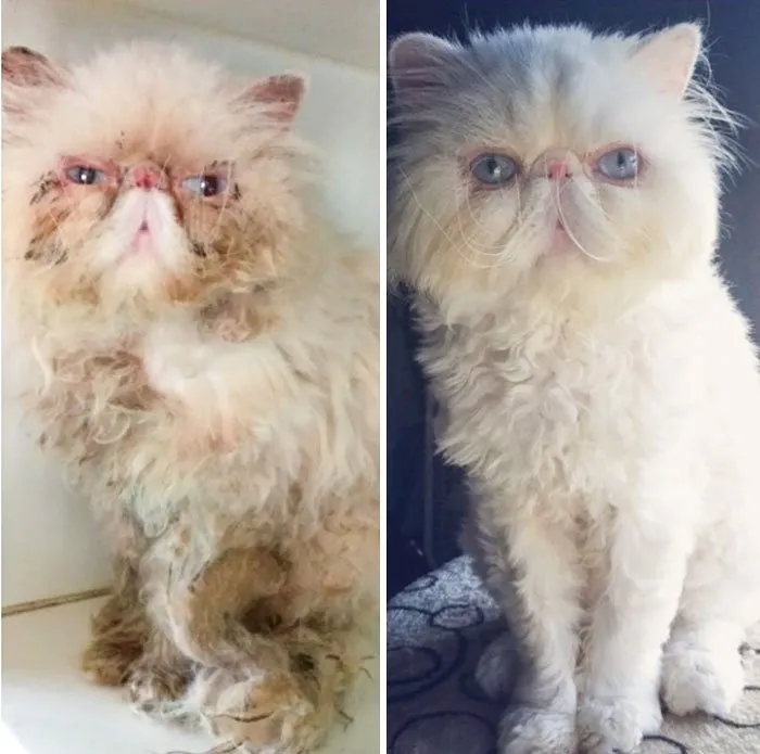 15 Foto Kucing Sebelum-Sesudah Diadopsi ini Bikin Kamu Mikir Betapa Berartinya Uluran Tangan Kita 27