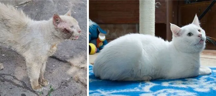 15 Foto Kucing Sebelum-Sesudah Diadopsi ini Bikin Kamu Mikir Betapa Berartinya Uluran Tangan Kita 26