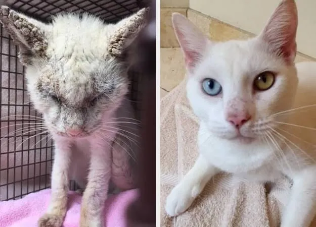 15 Foto Kucing Sebelum-Sesudah Diadopsi ini Bikin Kamu Mikir Betapa Berartinya Uluran Tangan Kita 20