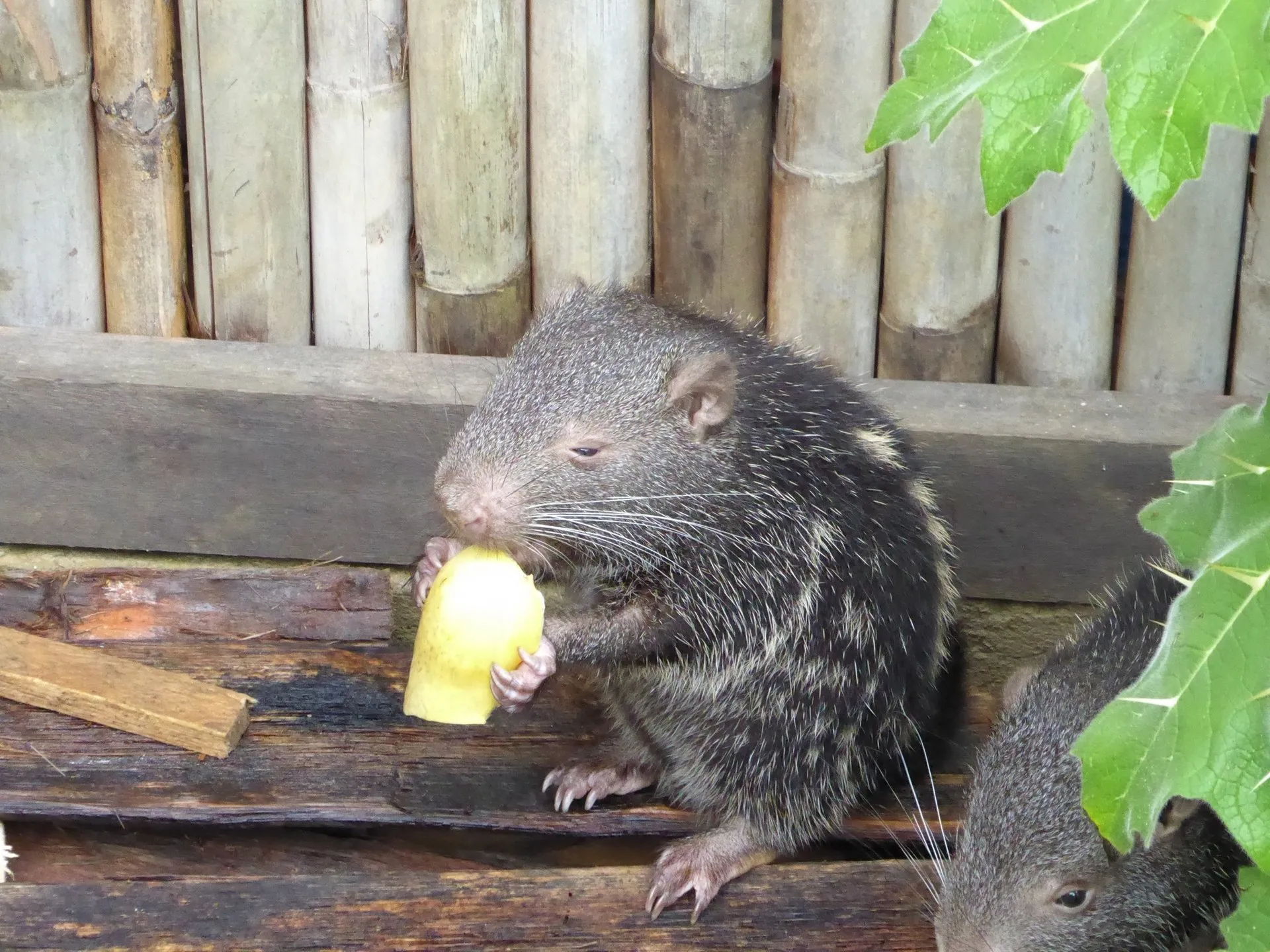 Dikira Seekor Tikus yang Tengah Mandi, Ini Fakta yang Harus Kamu Ketahui dari Video Viral Tersebut 4