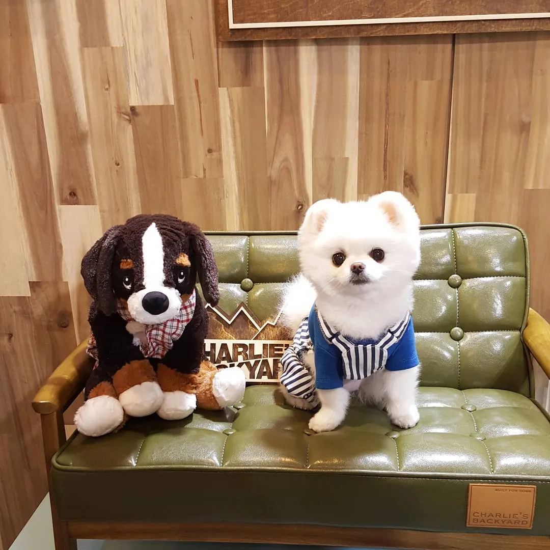 Saking Lucunya, Makhluk Ini Nggak Ada Bedanya dengan Boneka. Kamu Bisa Bedainnya Nggak? 32