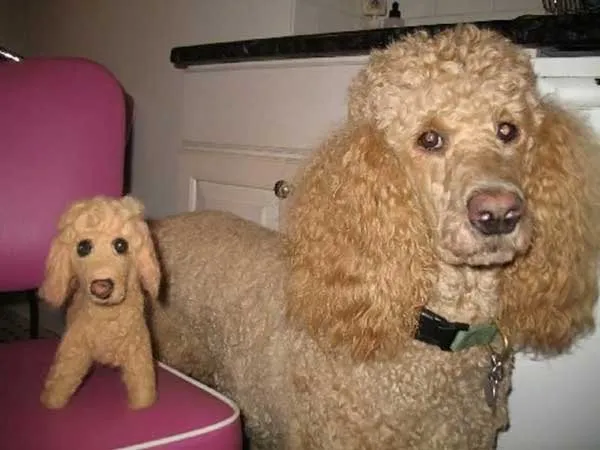 Saking Lucunya, Makhluk Ini Nggak Ada Bedanya dengan Boneka. Kamu Bisa Bedainnya Nggak? 22