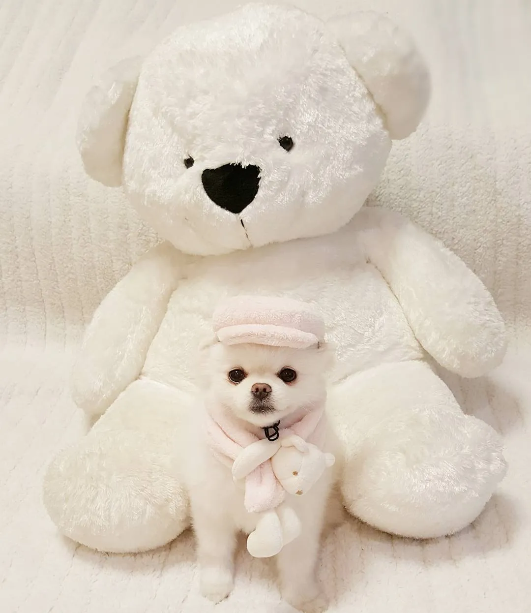 Saking Lucunya, Makhluk Ini Nggak Ada Bedanya dengan Boneka. Kamu Bisa Bedainnya Nggak? 33