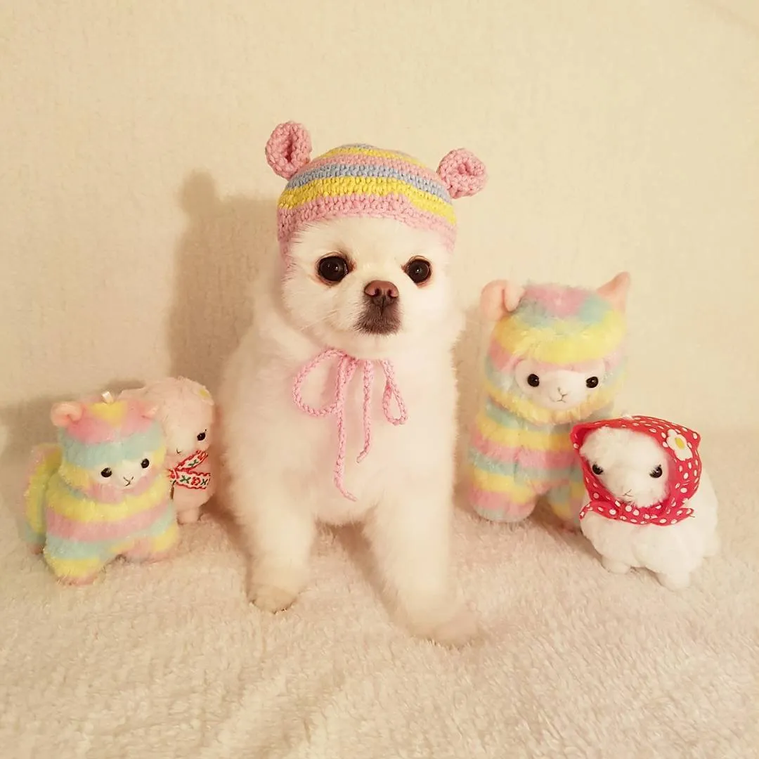 Saking Lucunya, Makhluk Ini Nggak Ada Bedanya dengan Boneka. Kamu Bisa Bedainnya Nggak? 31