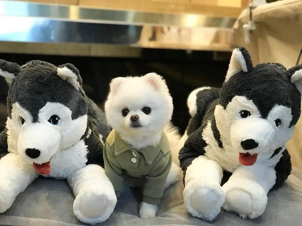 Saking Lucunya, Makhluk Ini Nggak Ada Bedanya dengan Boneka. Kamu Bisa Bedainnya Nggak? 30