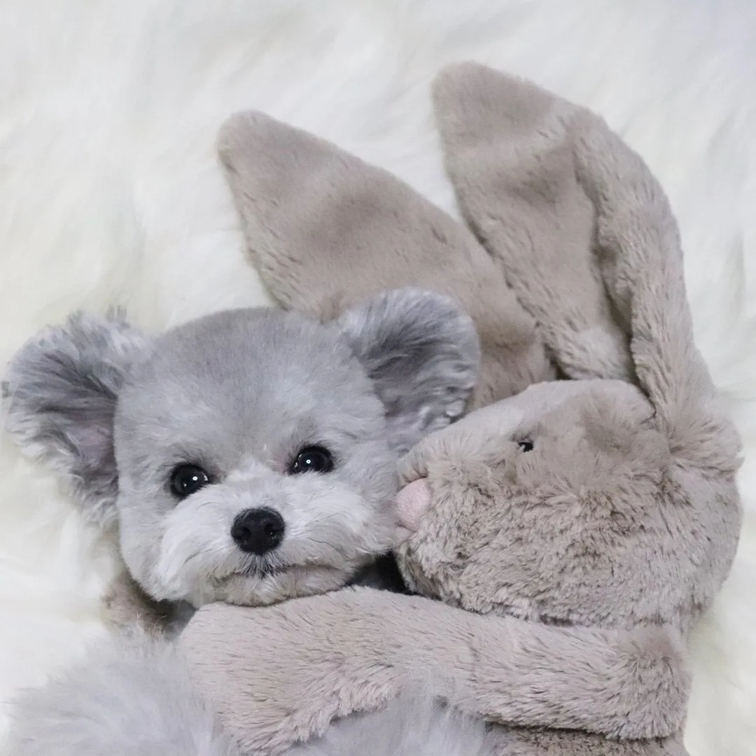 Saking Lucunya, Makhluk Ini Nggak Ada Bedanya dengan Boneka. Kamu Bisa Bedainnya Nggak? 27