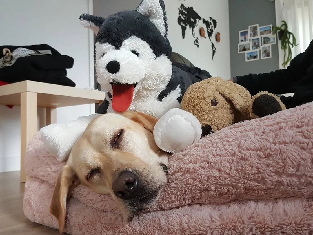 Saking Lucunya, Makhluk Ini Nggak Ada Bedanya dengan Boneka. Kamu Bisa Bedainnya Nggak? 34
