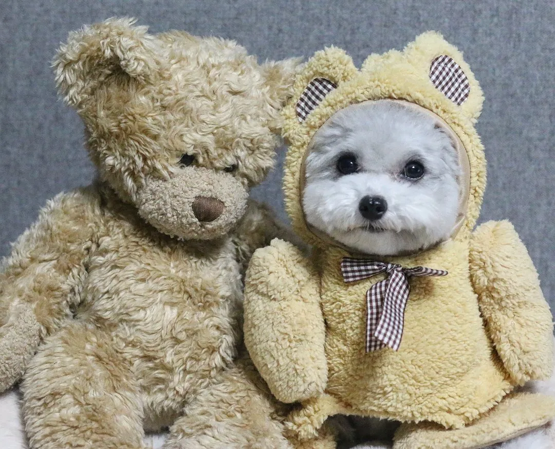 Saking Lucunya, Makhluk Ini Nggak Ada Bedanya dengan Boneka. Kamu Bisa Bedainnya Nggak? 26
