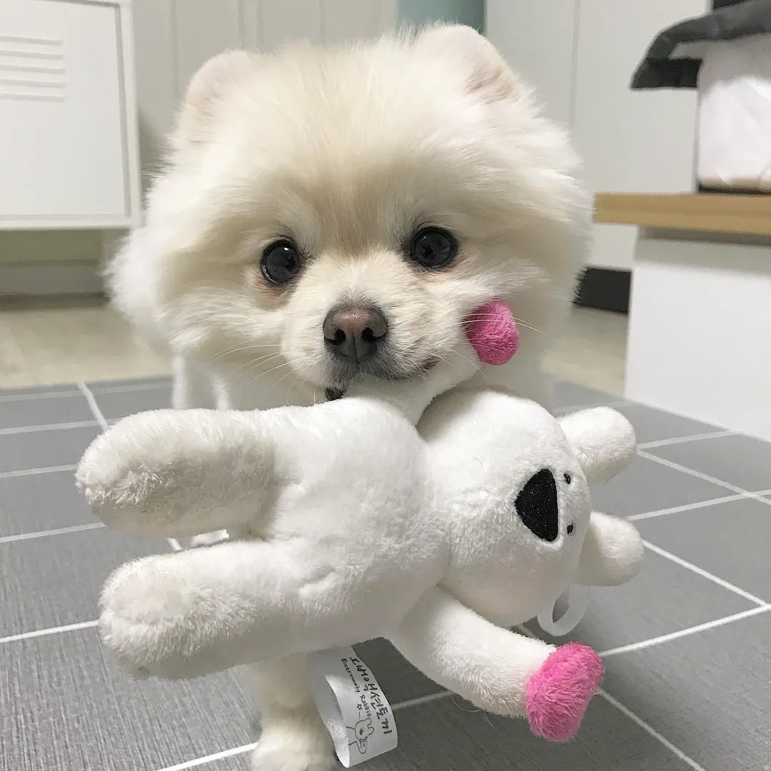 Saking Lucunya, Makhluk Ini Nggak Ada Bedanya dengan Boneka. Kamu Bisa Bedainnya Nggak? 28