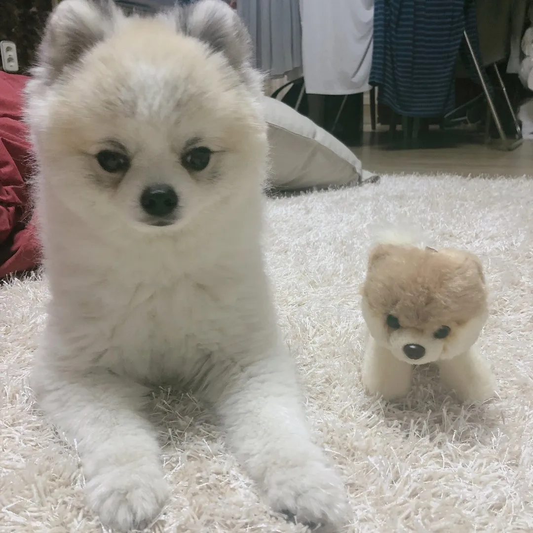 Saking Lucunya, Makhluk Ini Nggak Ada Bedanya dengan Boneka. Kamu Bisa Bedainnya Nggak? 23