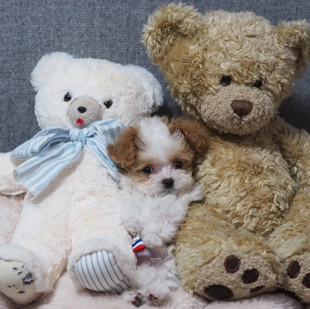 Saking Lucunya, Makhluk Ini Nggak Ada Bedanya dengan Boneka. Kamu Bisa Bedainnya Nggak? 24