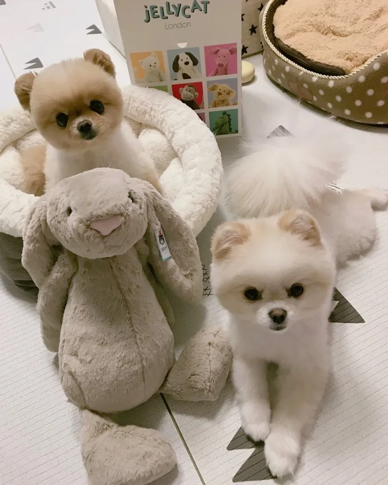 Saking Lucunya, Makhluk Ini Nggak Ada Bedanya dengan Boneka. Kamu Bisa Bedainnya Nggak? 29