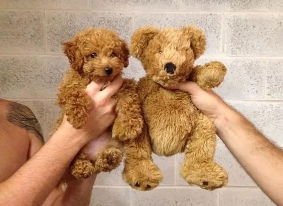 Saking Lucunya, Makhluk Ini Nggak Ada Bedanya dengan Boneka. Kamu Bisa Bedainnya Nggak? 19