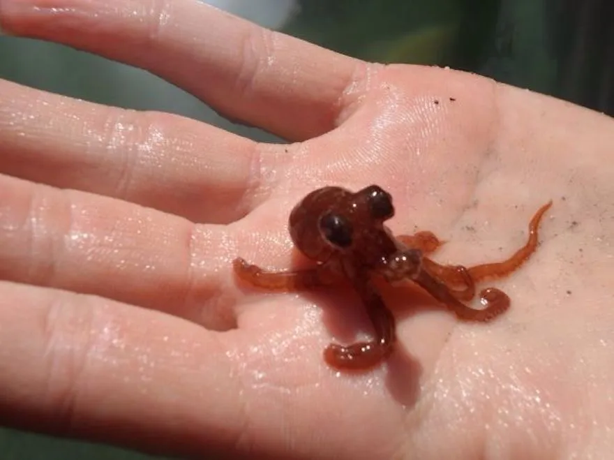 15 Foto Bayi Binatang yang Mungkin Belum Pernah Kamu Lihat Sebelumnya. Lucu Banget, Kan? 17