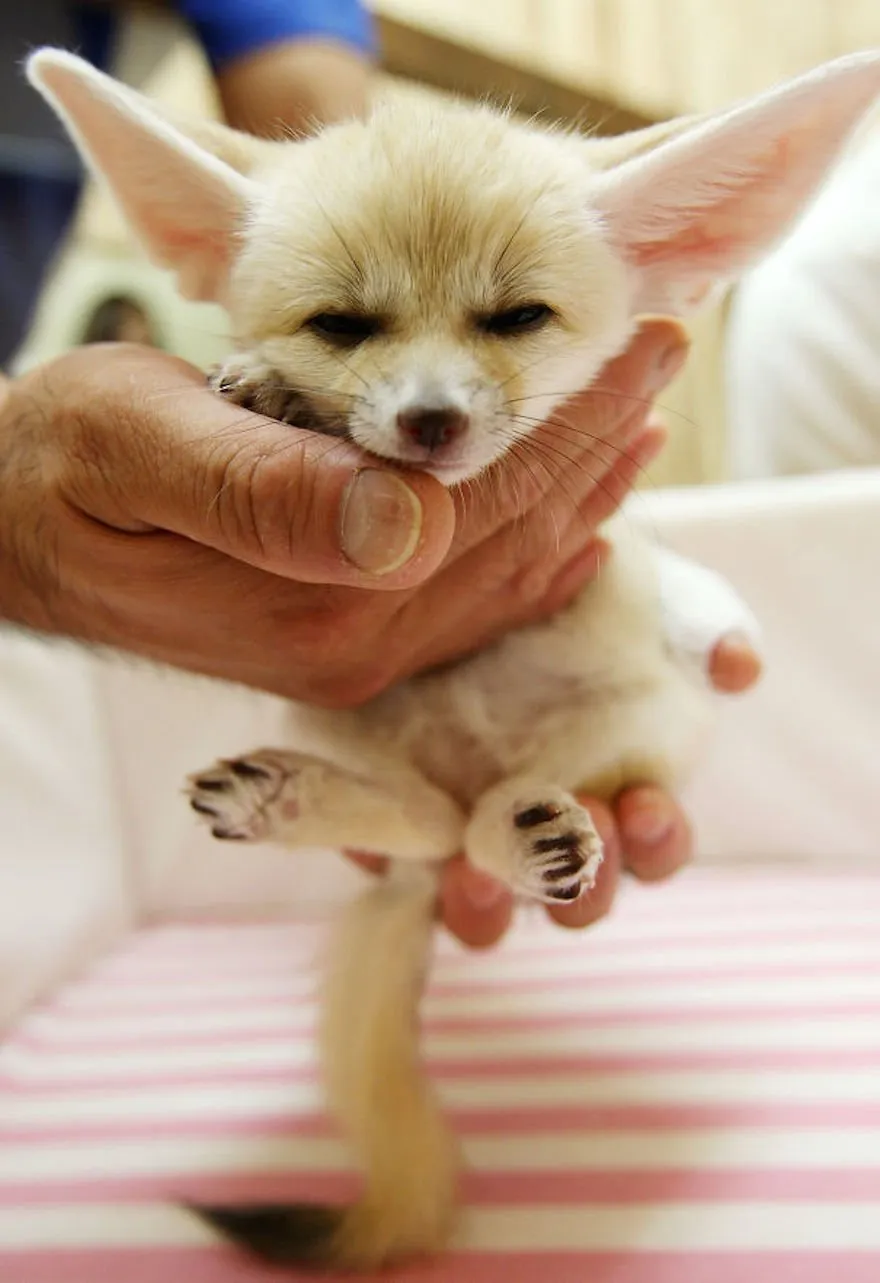 15 Foto Bayi Binatang yang Mungkin Belum Pernah Kamu Lihat Sebelumnya. Lucu Banget, Kan? 16