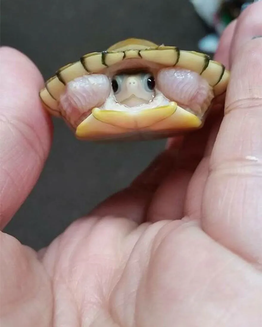 15 Foto Bayi Binatang yang Mungkin Belum Pernah Kamu Lihat Sebelumnya. Lucu Banget, Kan? 19