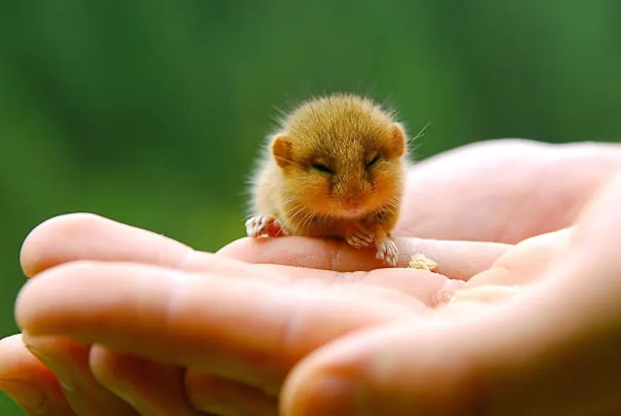15 Foto Bayi Binatang yang Mungkin Belum Pernah Kamu Lihat Sebelumnya. Lucu Banget, Kan? 26