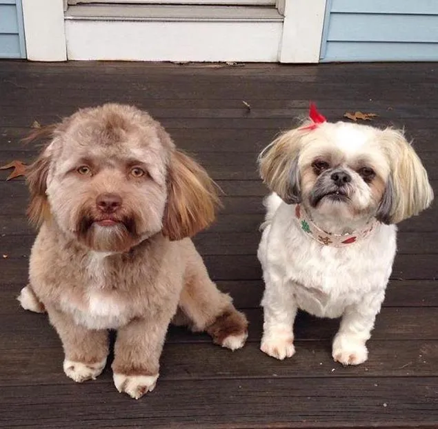 Dikira Lagi 'Face Swap', Wajah Anjing ini Ternyata Memang Begitu Adanya. Bener Mirip Orang Nggak Sih? 5