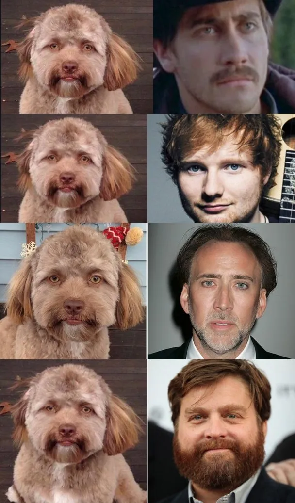 Dikira Lagi 'Face Swap', Wajah Anjing ini Ternyata Memang Begitu Adanya. Bener Mirip Orang Nggak Sih? 6