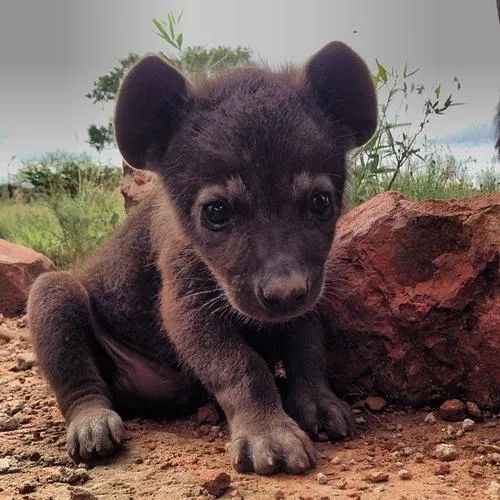 15 Foto Bayi Binatang yang Mungkin Belum Pernah Kamu Lihat Sebelumnya. Lucu Banget, Kan? 30