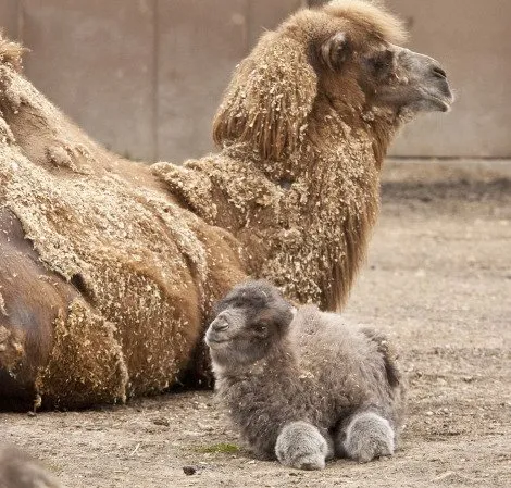 15 Foto Bayi Binatang yang Mungkin Belum Pernah Kamu Lihat Sebelumnya. Lucu Banget, Kan? 20