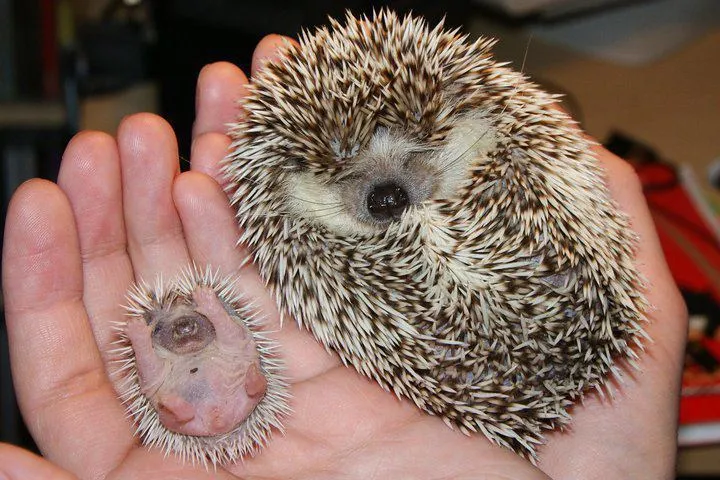 15 Foto Bayi Binatang yang Mungkin Belum Pernah Kamu Lihat Sebelumnya. Lucu Banget, Kan? 27