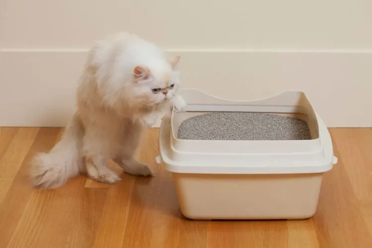 10 Kado Spesial untuk si Dia yang Berhati Lembut Nan Suka Kucing. Meong, Meong! 19