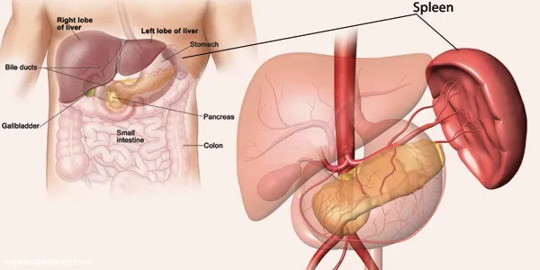 Meski Fungsi Tubuh Jadi Menurun, Tapi Tanpa 6 Organ Ini Manusia Masih Bisa Hidup Lho 8